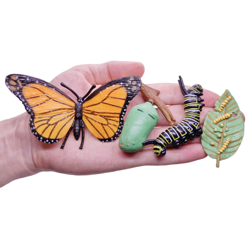 MIKNEKE life cycle card set complements classroom matching activities