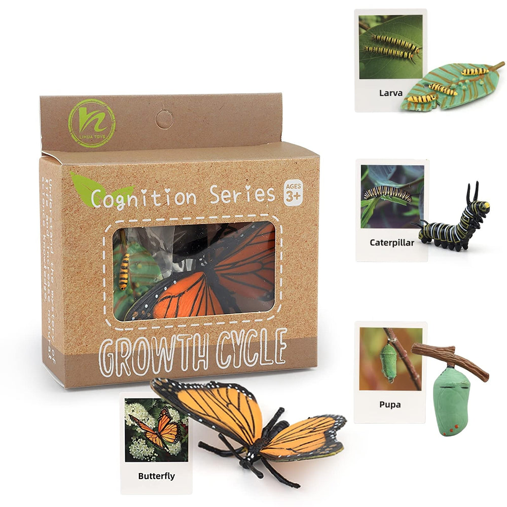 MIKNEKE flash cards reinforce correct order of insect life stages
