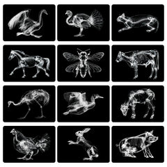 Motiskyy Animal X-Ray Flashcard Chickens shows internal view for biology lessons.