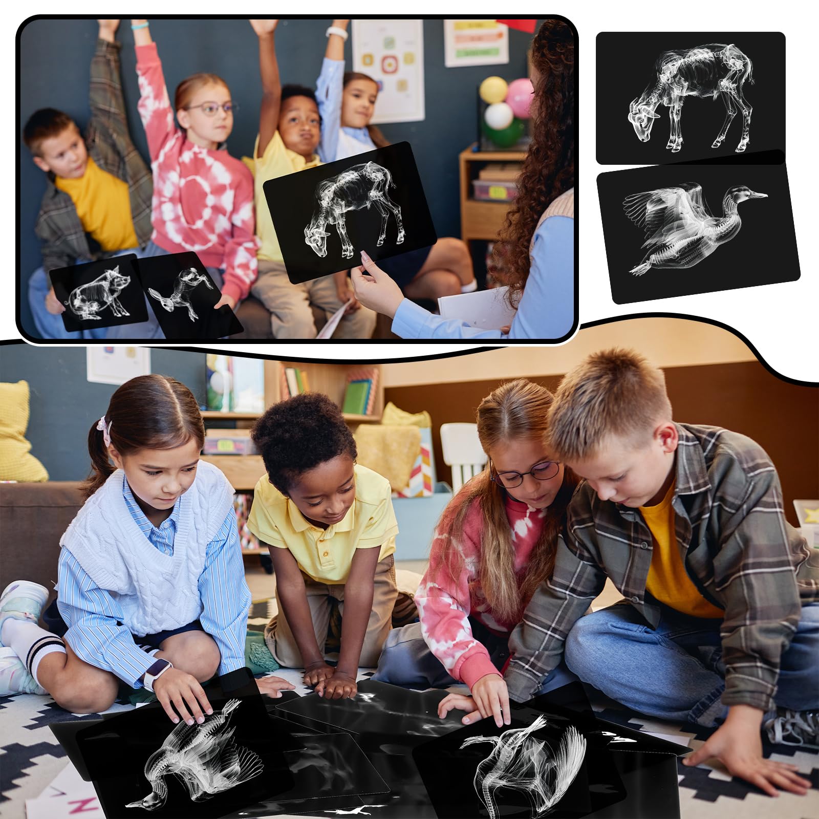 Motiskyy Animal X-Ray Flashcard Pigs presents durable X-ray visuals for repeated use.