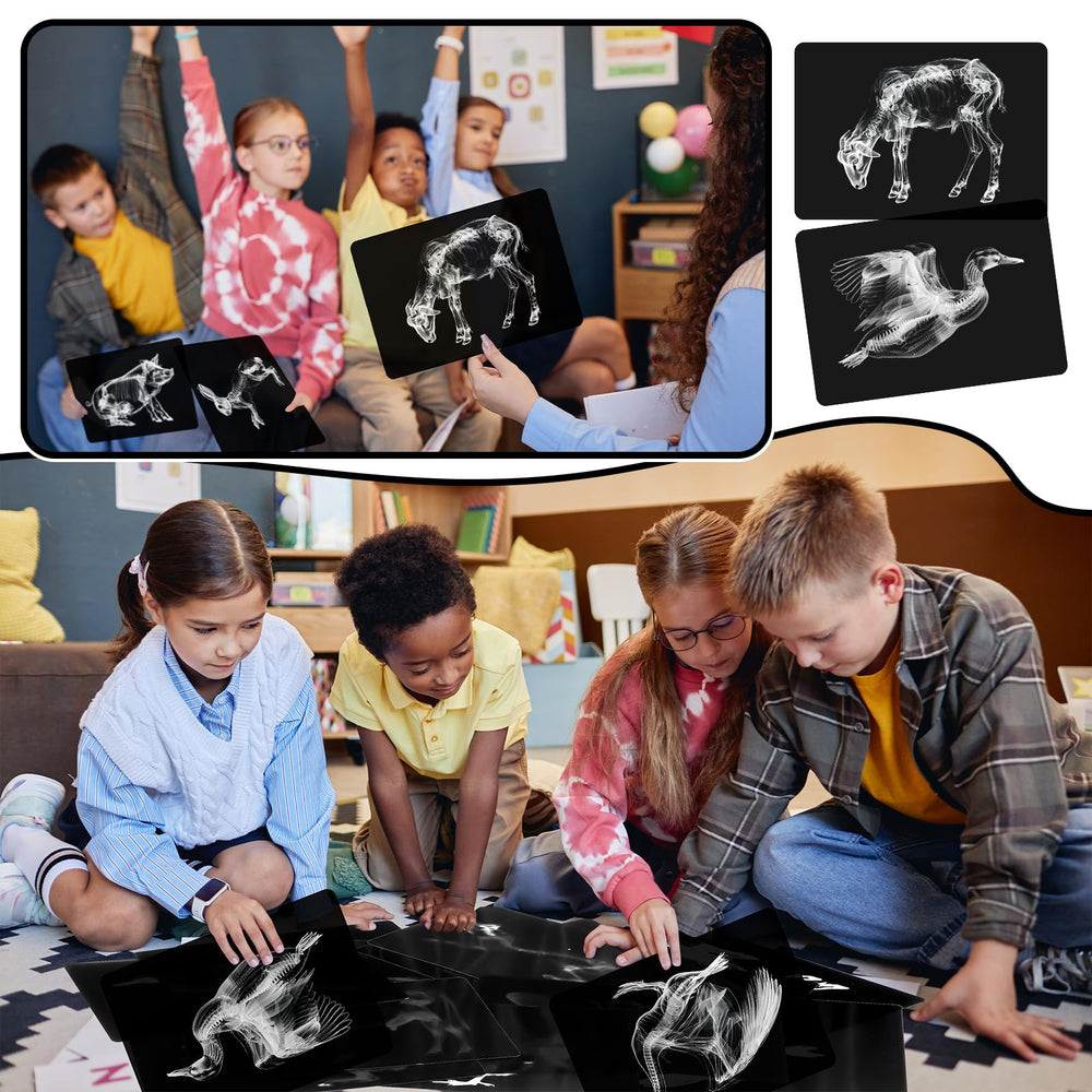 Motiskyy Animal X-Ray Flashcard Pigs presents durable X-ray visuals for repeated use.