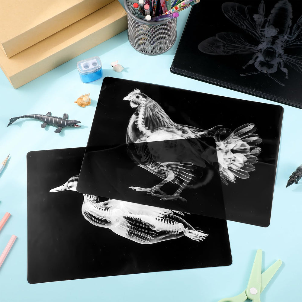 Motiskyy Animal X-Ray Flashcard Rabbits presents internal anatomy for study sessions.