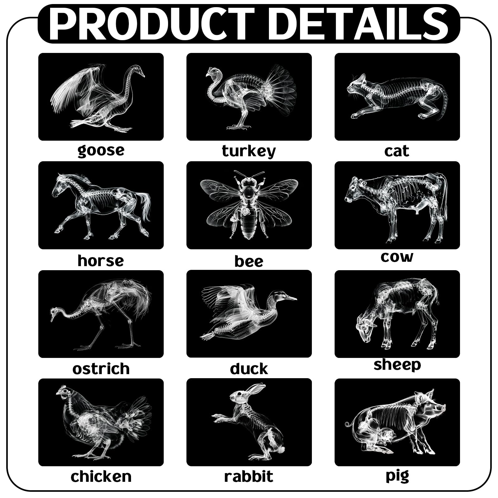 Motiskyy Animal X-Ray Flashcard Sheep reveals internal structure for classroom exploration.
