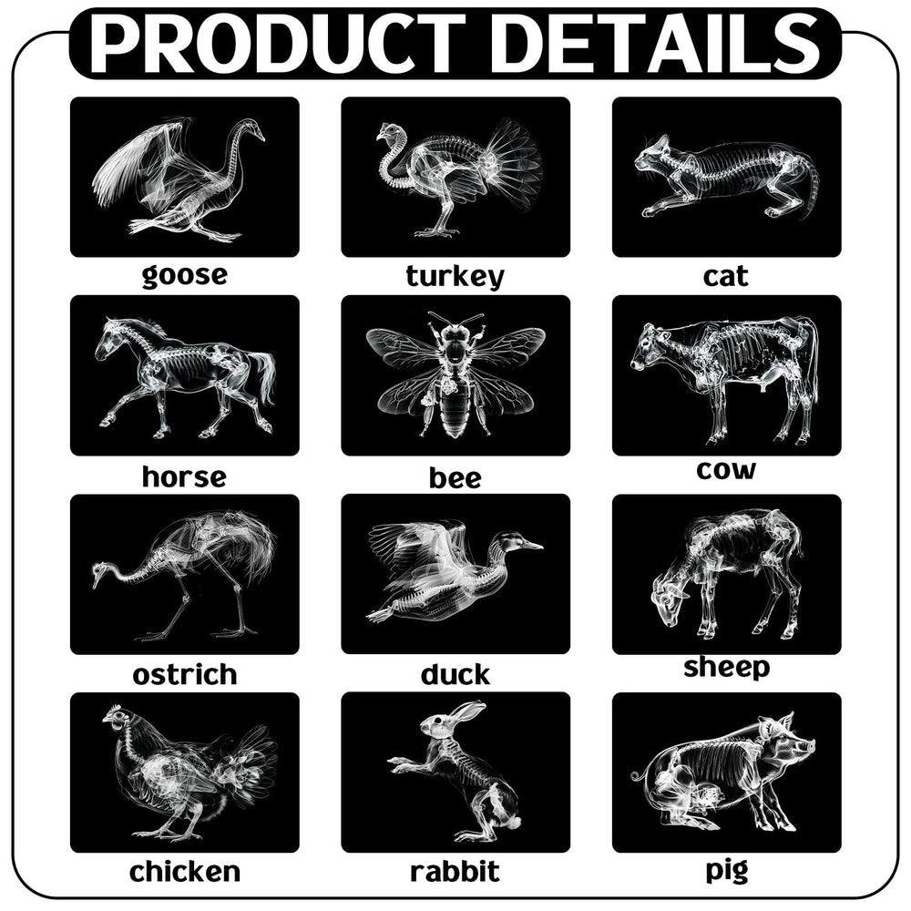 Motiskyy Animal X-Ray Flashcard Sheep reveals internal structure for classroom exploration.