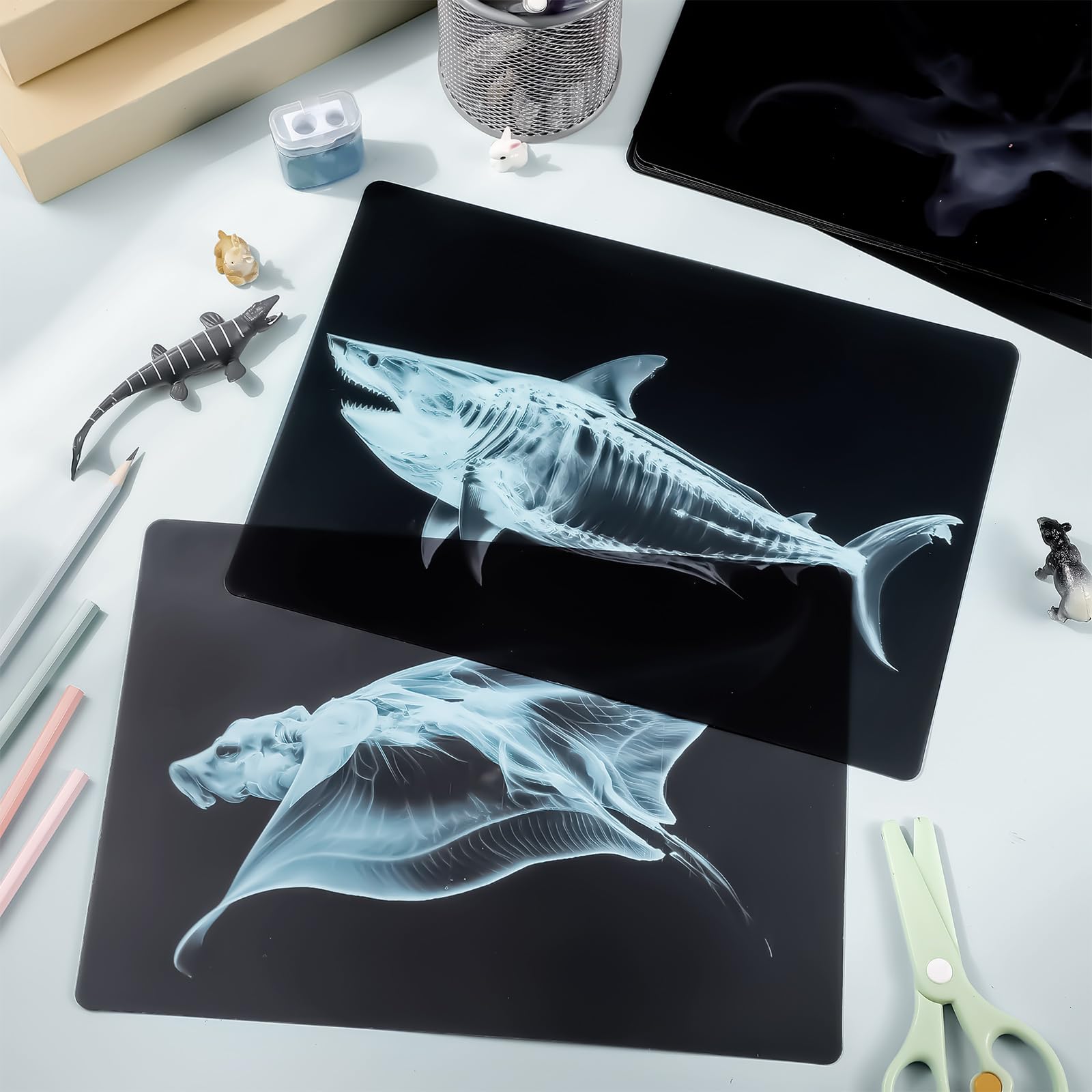 Motiskyy Marine Animal X-Ray Dolphin card for engaging, hands-on science exploration.