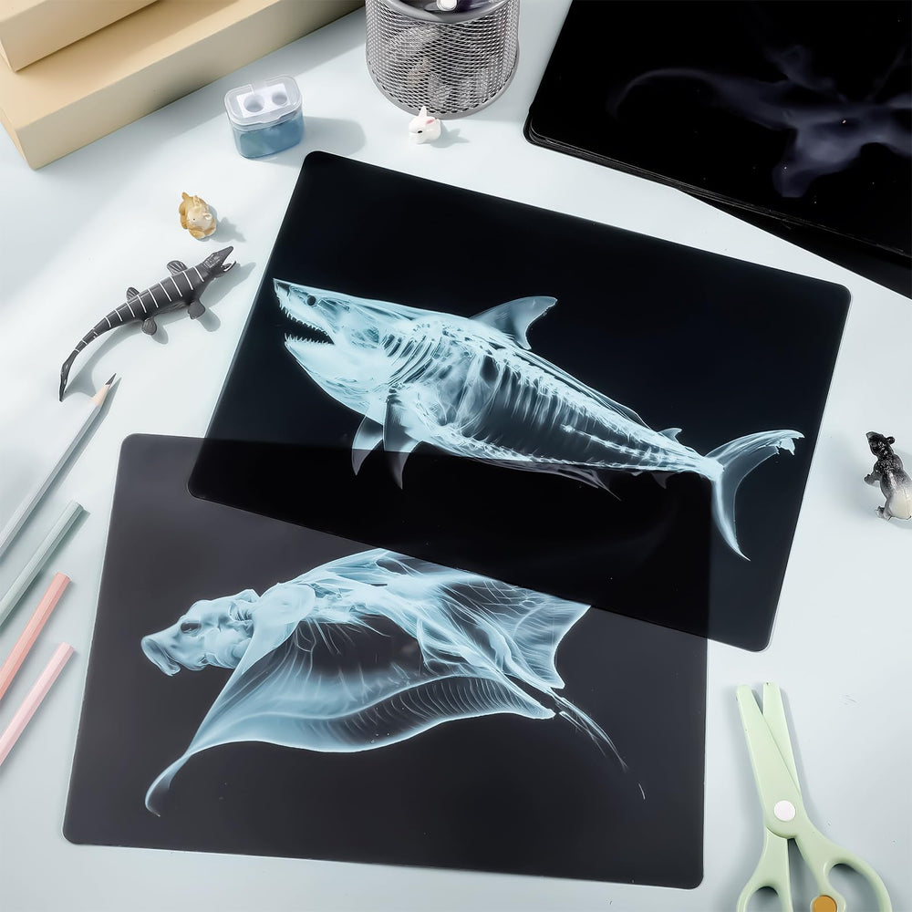 Motiskyy Marine Animal X-Ray Dolphin card for engaging, hands-on science exploration.