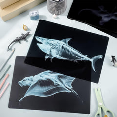 Motiskyy Marine Animal X-Ray Dolphin card for engaging, hands-on science exploration.