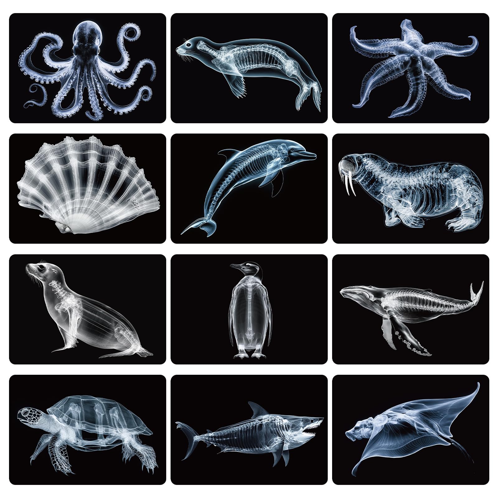 Motiskyy Marine Animal X-Ray Shark card for classroom demonstrations and visual anatomy review.