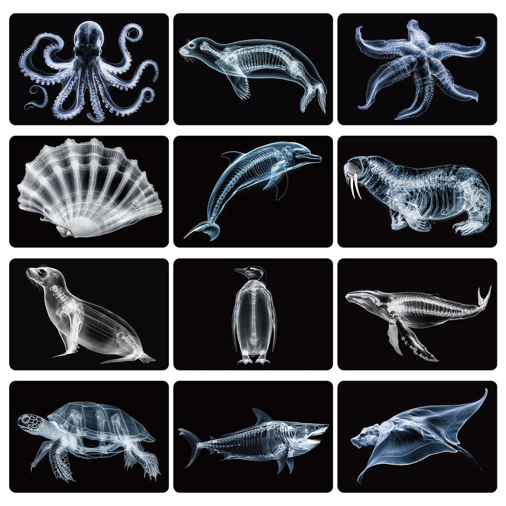 Motiskyy Marine Animal X-Ray Shark card for classroom demonstrations and visual anatomy review.