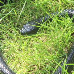 NAKIMO large 50-inch mamba serpent for yard and play.