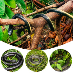 NAKIMO garden-snake among grass, helps deter pests and delight visitors