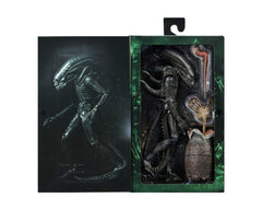 NECA Big Chap display window box packaging supports safe presentation.