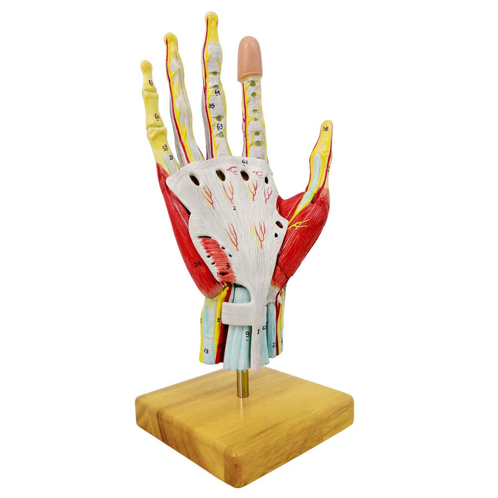 New Horizon hand model highlights arteries and veins for educational visuals.