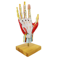 New Horizon hand model highlights arteries and veins for educational visuals.