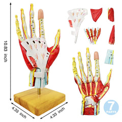 New Horizon hand model reveals ligaments and tendons for layered learning.