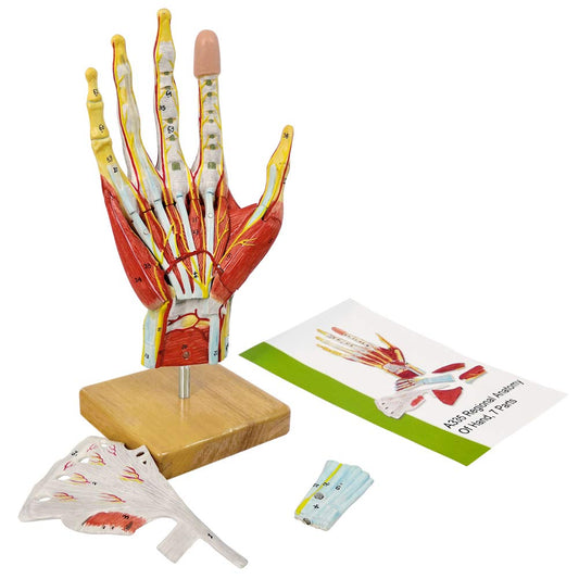 New Horizon hand model showing magnetic mounting for quick demonstrations.