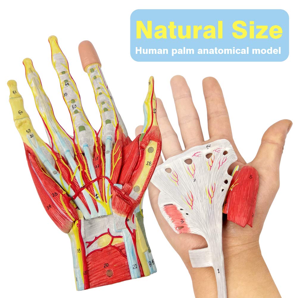 New Horizon hand model with muscle layer visible for anatomical study.