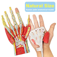 New Horizon hand model with muscle layer visible for anatomical study.