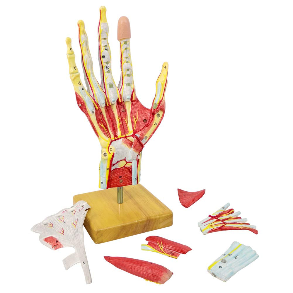 New Horizon hand model on wooden base supports close-up demonstrations.