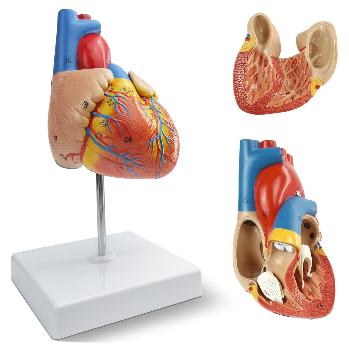 New Horizon 2-part heart model with detachable front wall for anatomy teaching.