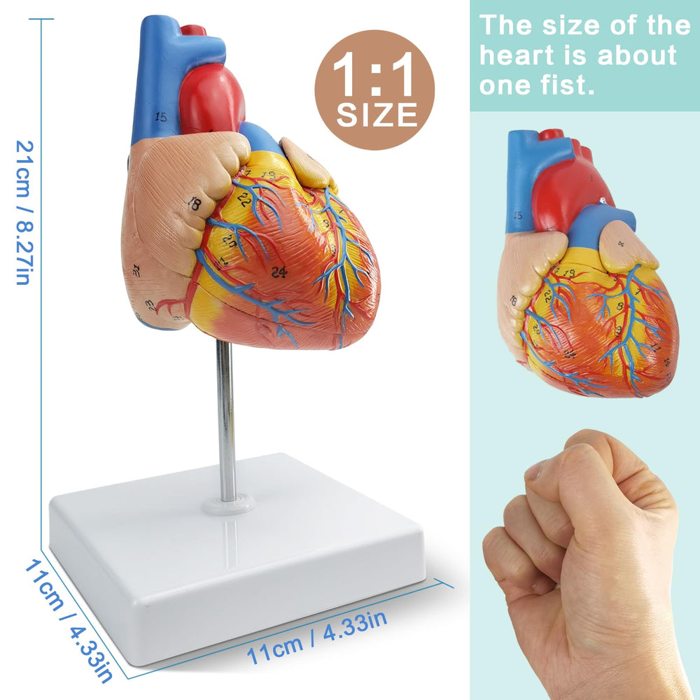 New Horizon heart model shows 48 numbered structures with magnetic assembly for learning.