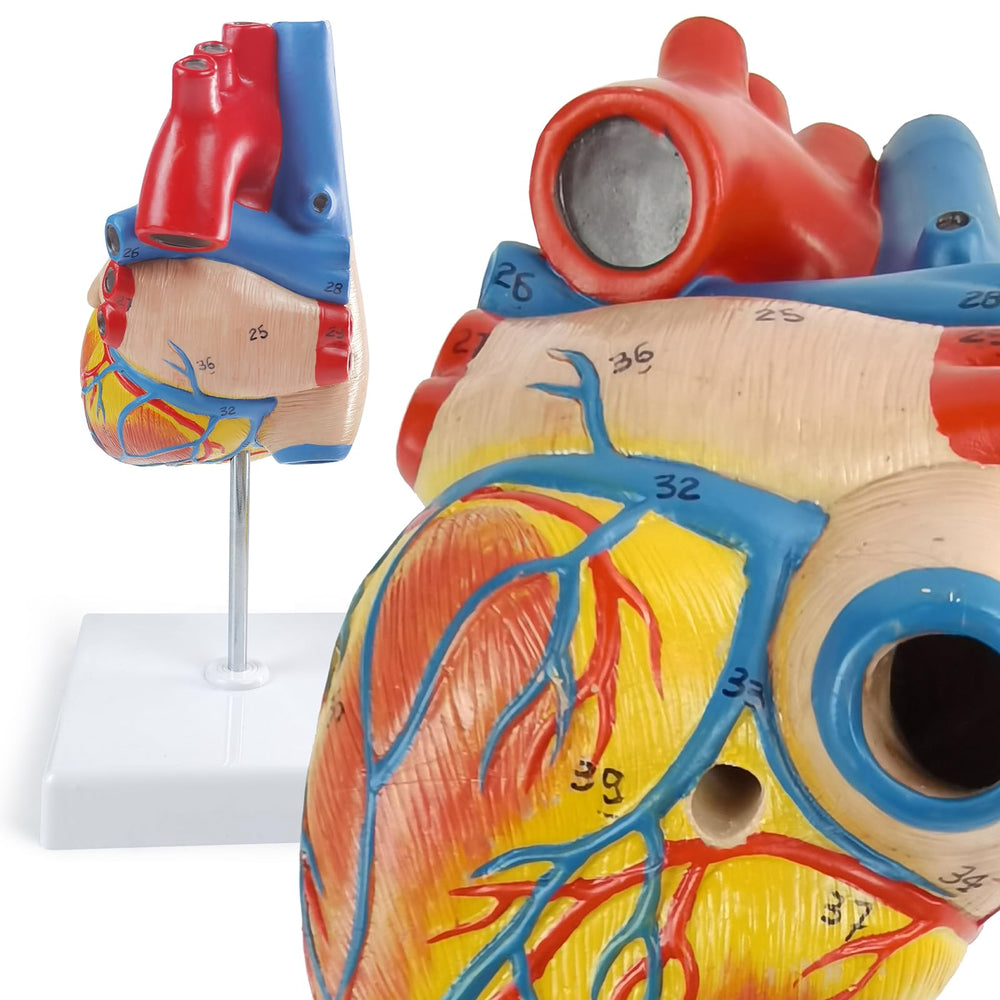 New Horizon anatomy heart model ideal for medical labs and patient education.