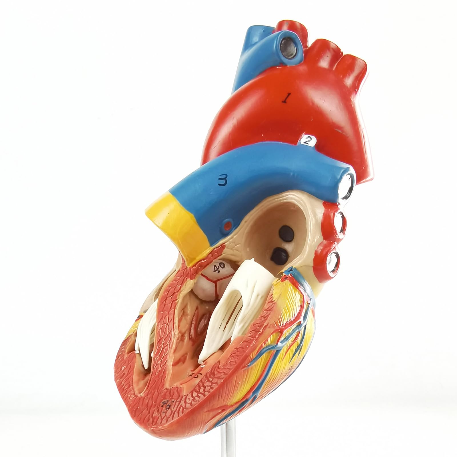 New Horizon heart model with magnets and display base for interactive demonstrations.