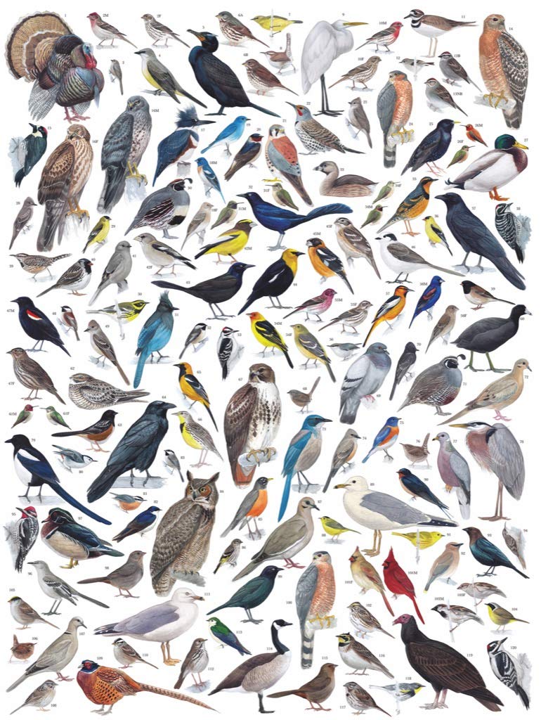 New York Puzzle Company bird species cardinals roadrunners illustration, perfect for nature enthusiasts