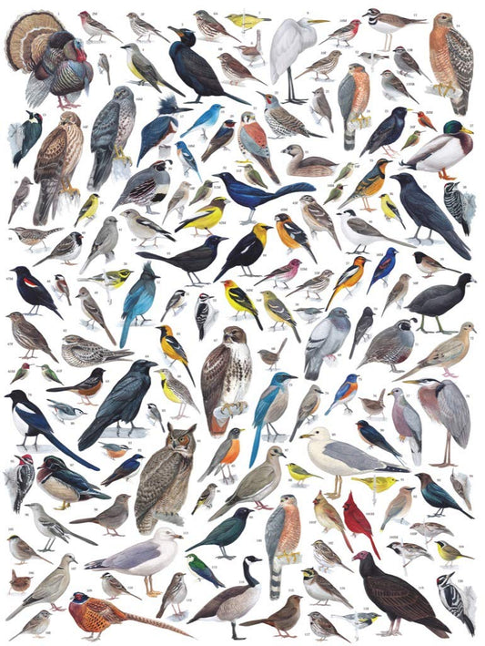 New York Puzzle Company bird species cardinals roadrunners illustration, perfect for nature enthusiasts
