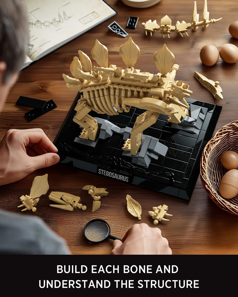 Nifeliz Stegosaurus museum nameplate for accurate labeling