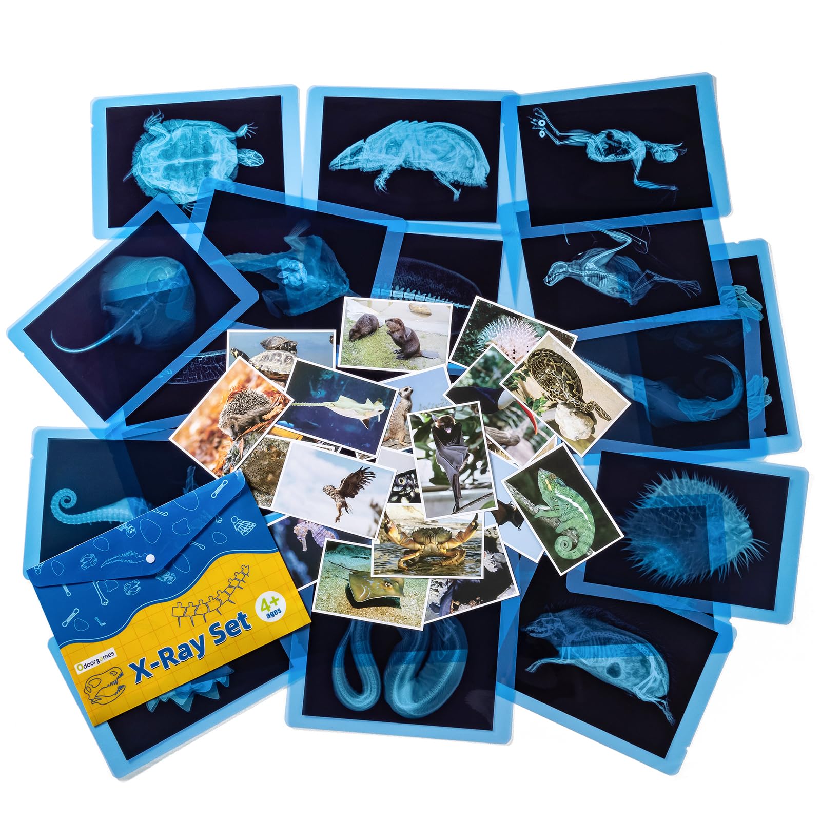 Odoorgames Animal Xrays 20-species view helps kids explore skeletal variety and curiosity.