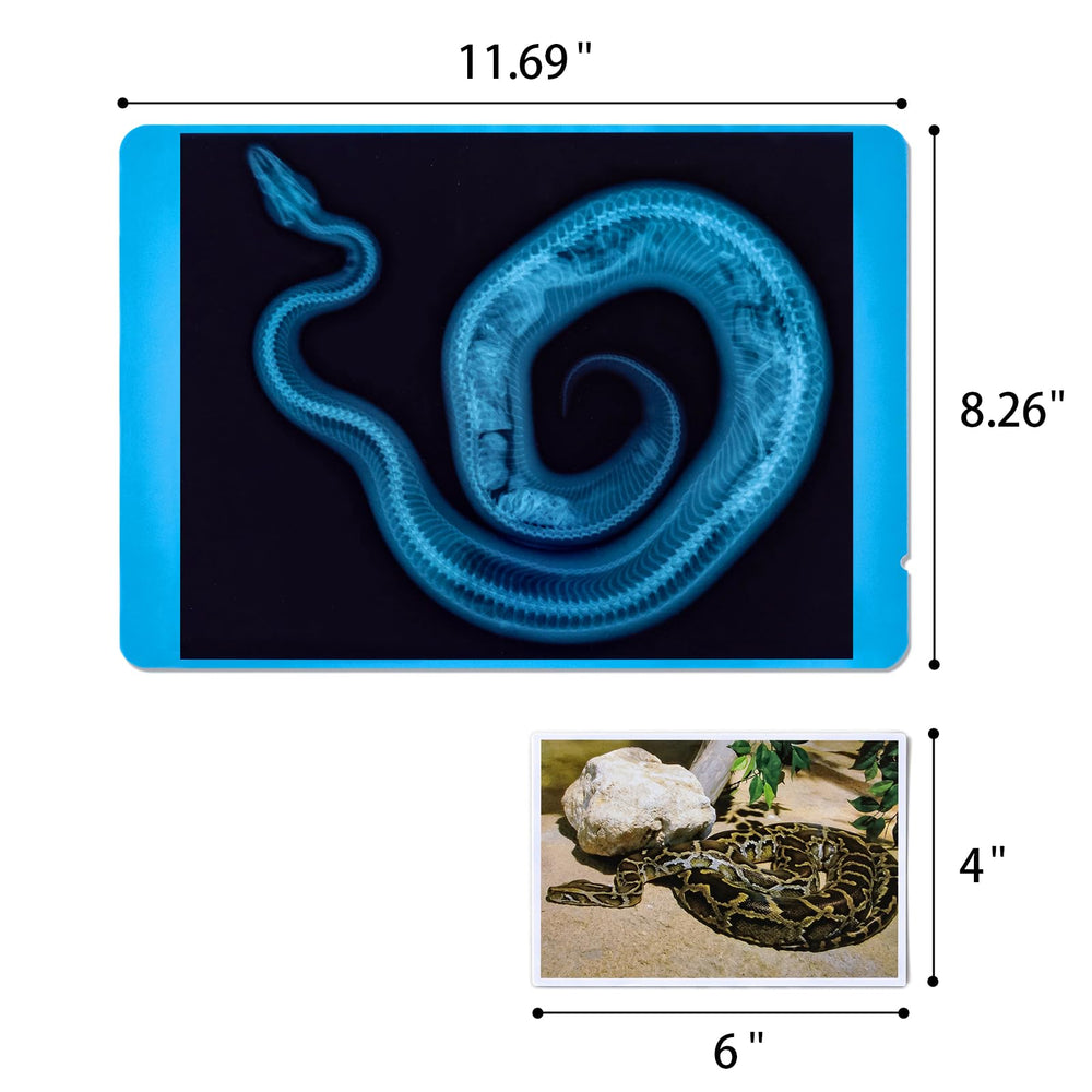 Odoorgames Animal Xrays Photo Matching shows pairs to identify animals through bones.