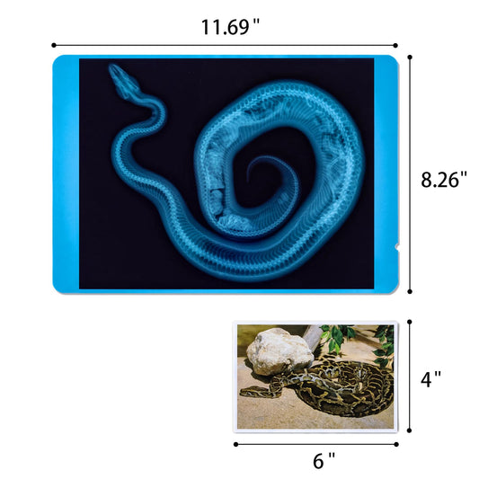 Odoorgames Animal Xrays Photo Matching shows pairs to identify animals through bones.