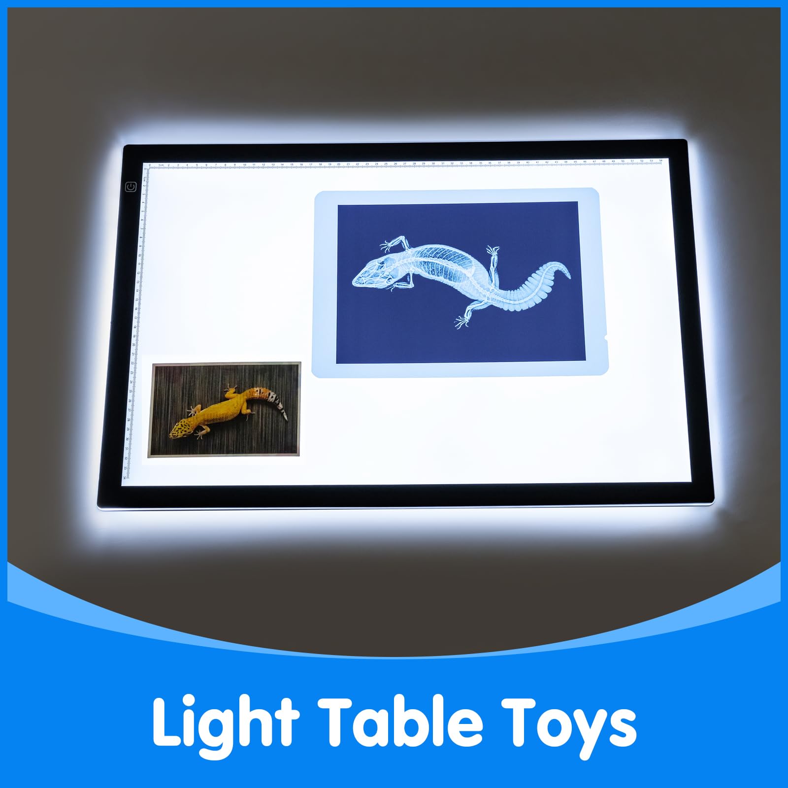 Odoorgames Educational animal xray set supports classroom and home science exploration.