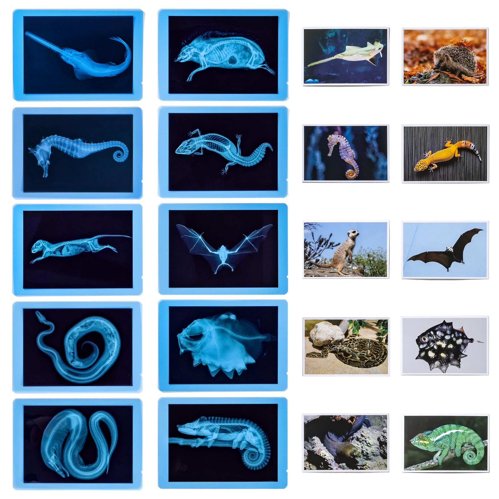 Odoorgames High-definition X-ray detail reveals intricate bone structures for careful observation.