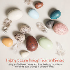 OESSUF durable beech wood eggs ready for creative activities.