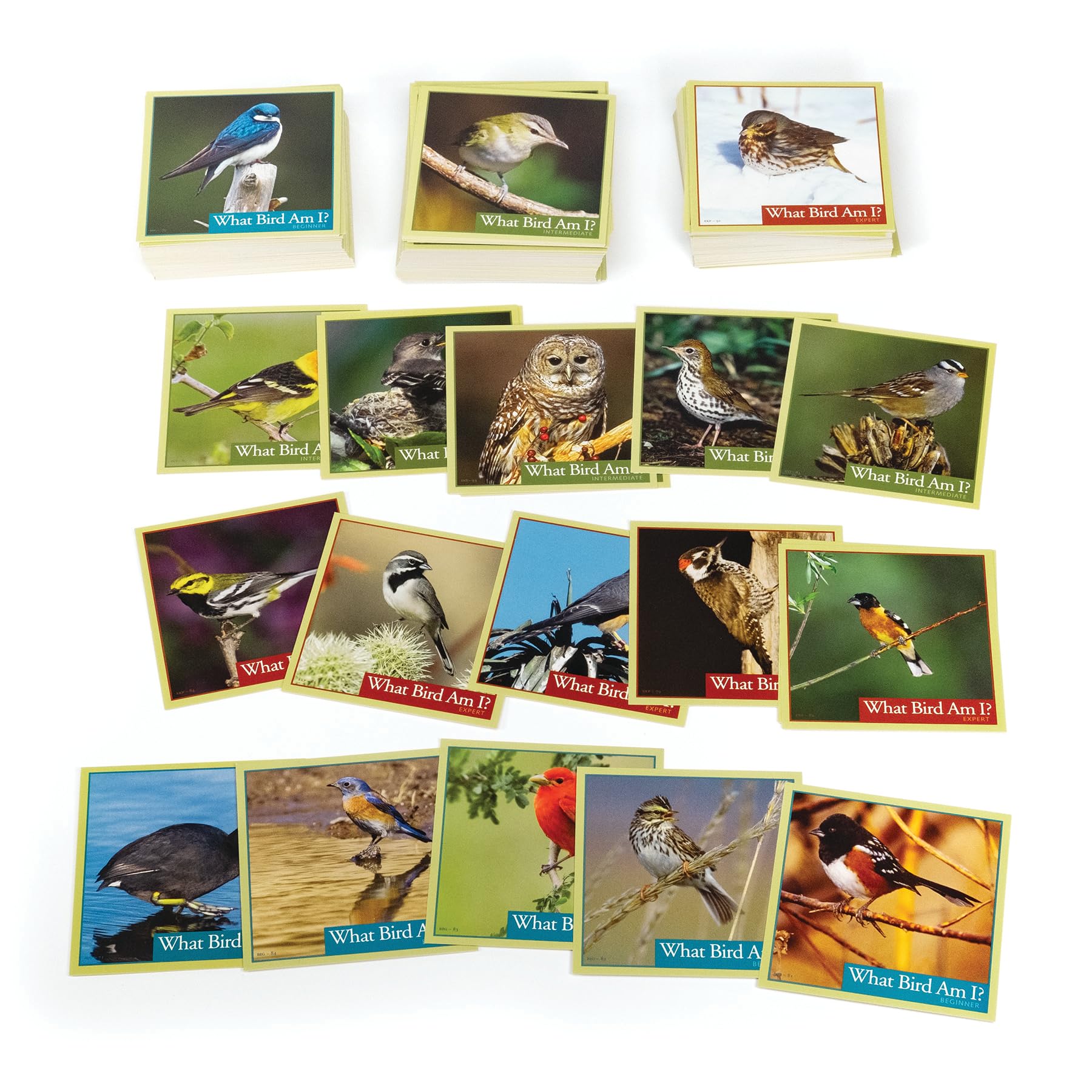 Outset Media What Bird Am I? instructions guiding new players through the rules