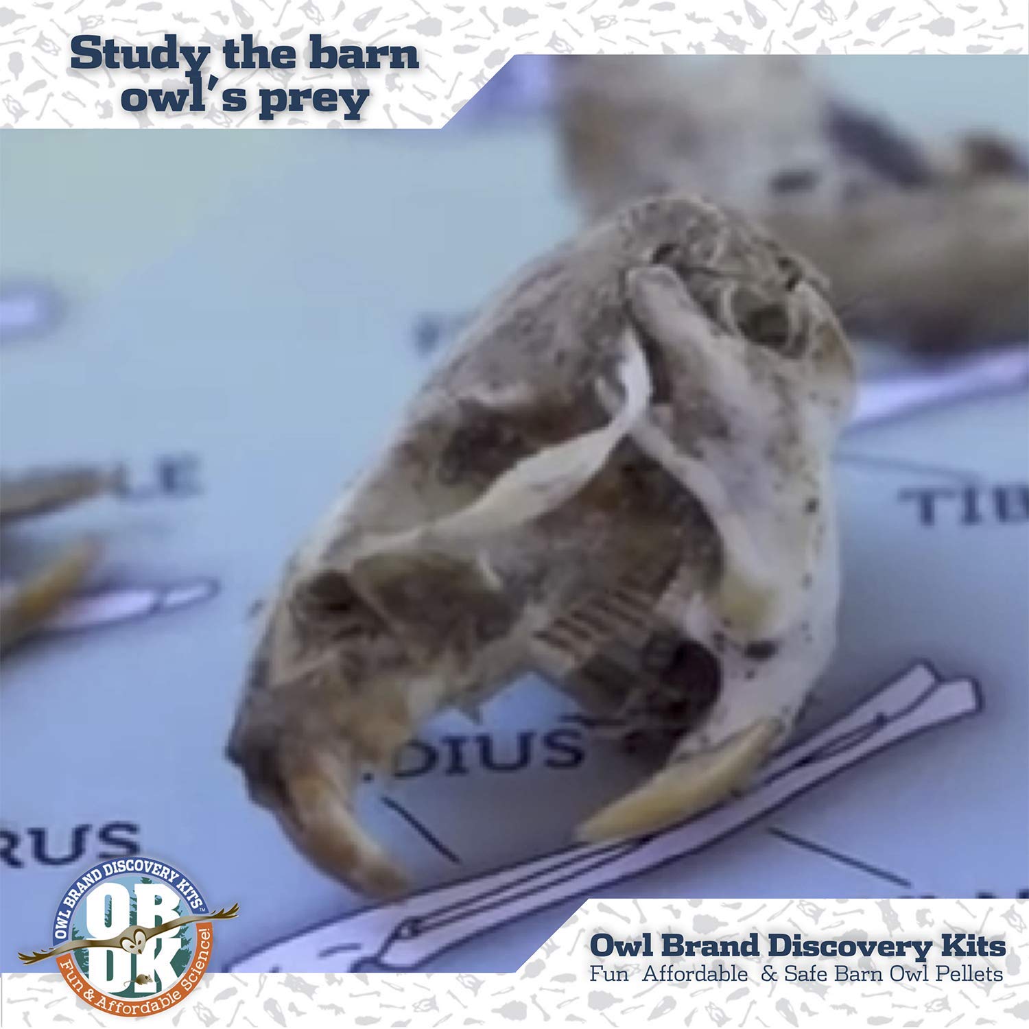 Owl Brand Discovery Kits pellet skeleton close-up reveals prey bones