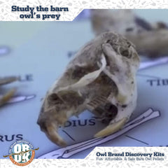 Owl Brand Discovery Kits pellet skeleton close-up reveals prey bones