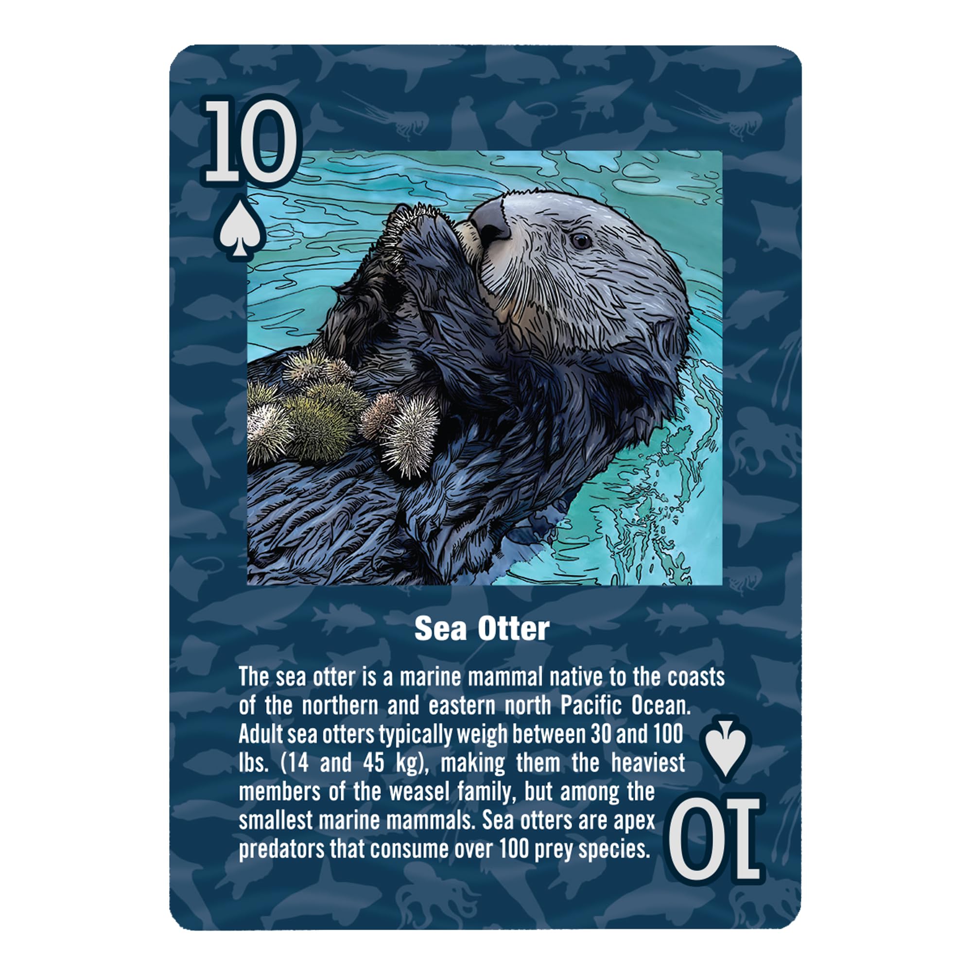 Paradise Cay Publications marine wildlife card deck - lifelike Pacific Northwest sea life illustration, enhances game nights.