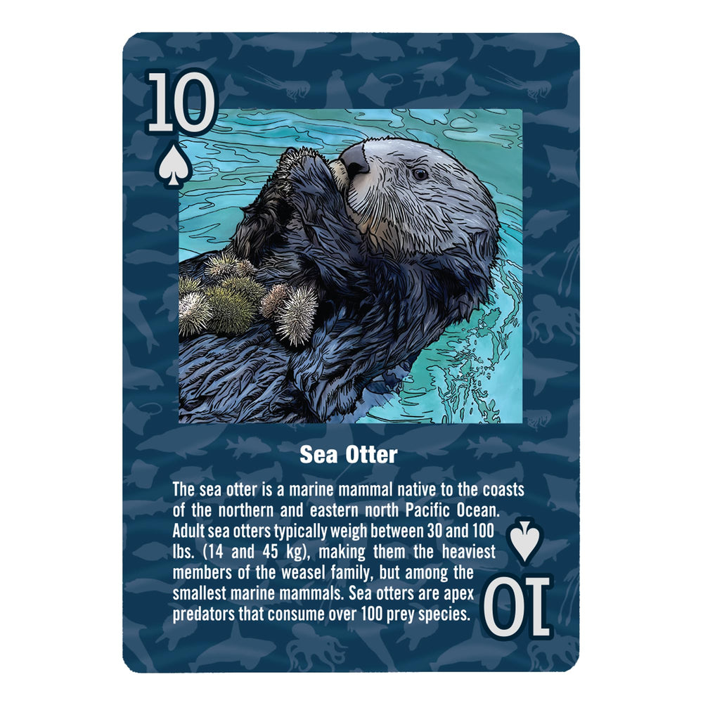 Paradise Cay Publications marine wildlife card deck - lifelike Pacific Northwest sea life illustration, enhances game nights.