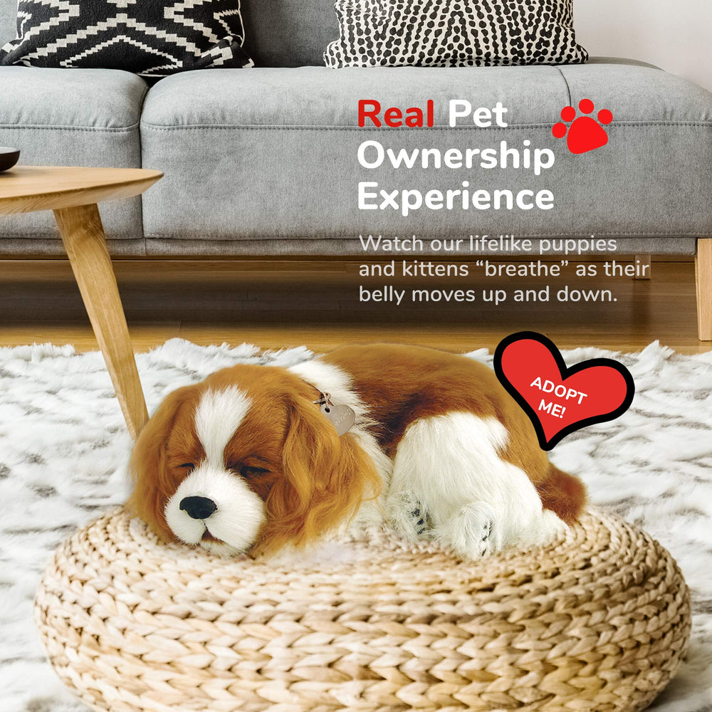 Cavalier King Charles displayed as a decorative, cozy companion on a couch