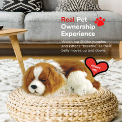 Cavalier King Charles displayed as a decorative, cozy companion on a couch