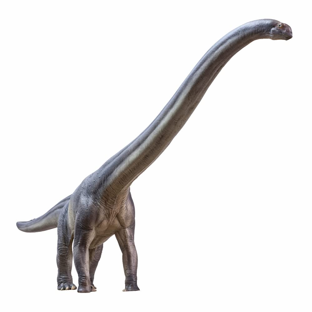 PNSO Mamenchisaurus ER-MA front view for classroom display and collection.