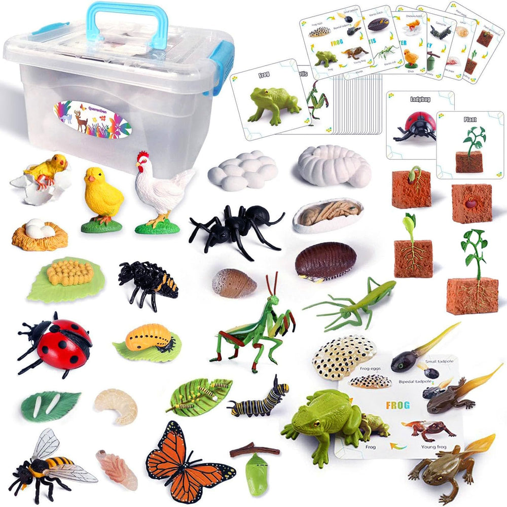 QuarenDen Life Cycle Butterfly figurine for hands-on learning and sensory engagement