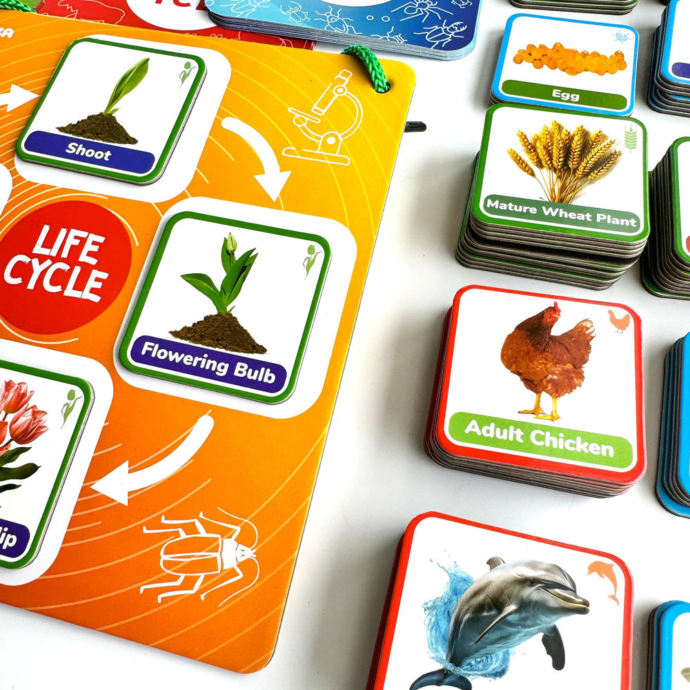 QUOKKA Bug card set enhances curiosity about small creatures during nature-inspired play.