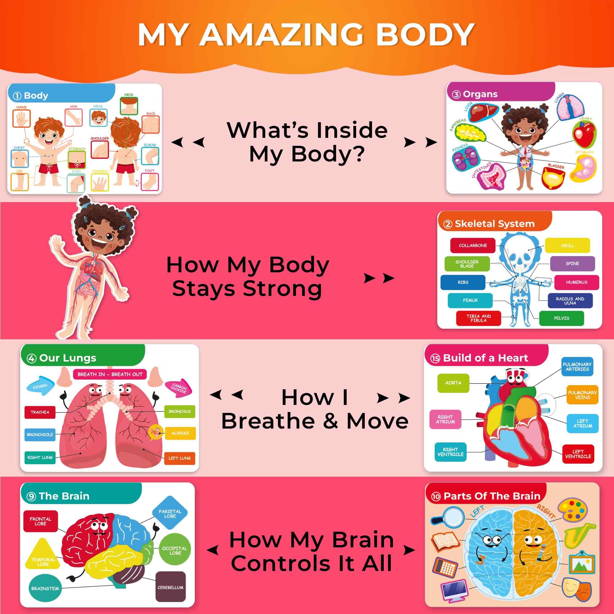 QUOKKA fully assembled anatomy book ready for immediate hands-on activities