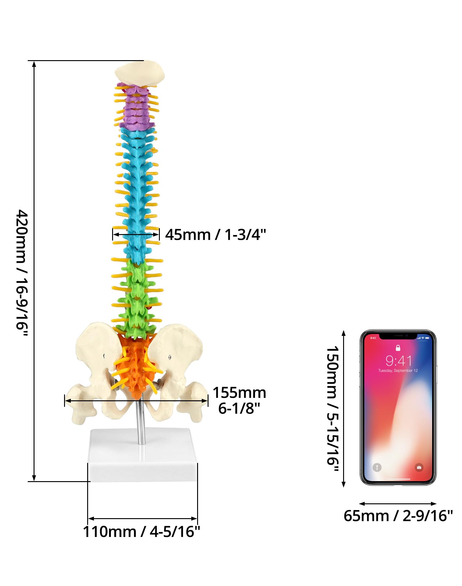 QWORK 45 cm spine model serves as one half life size teaching tool