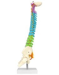 QWORK spine model shows nerve roots for detailed neural pathway demonstrations