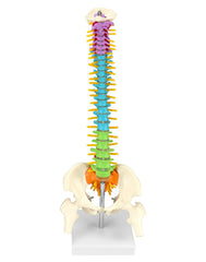 QWORK stand keeps the spine model stable during demonstrations